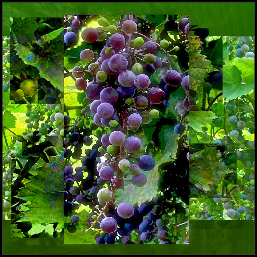 The Grapes