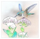 The Hummingbird