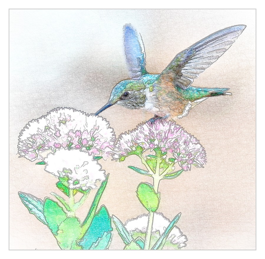 The Hummingbird