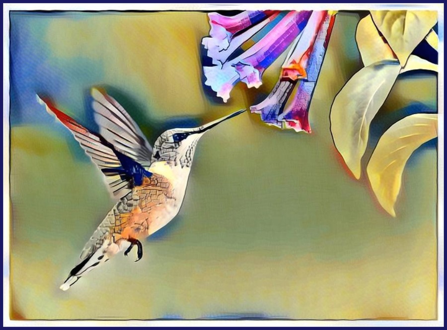 The Hummingbird