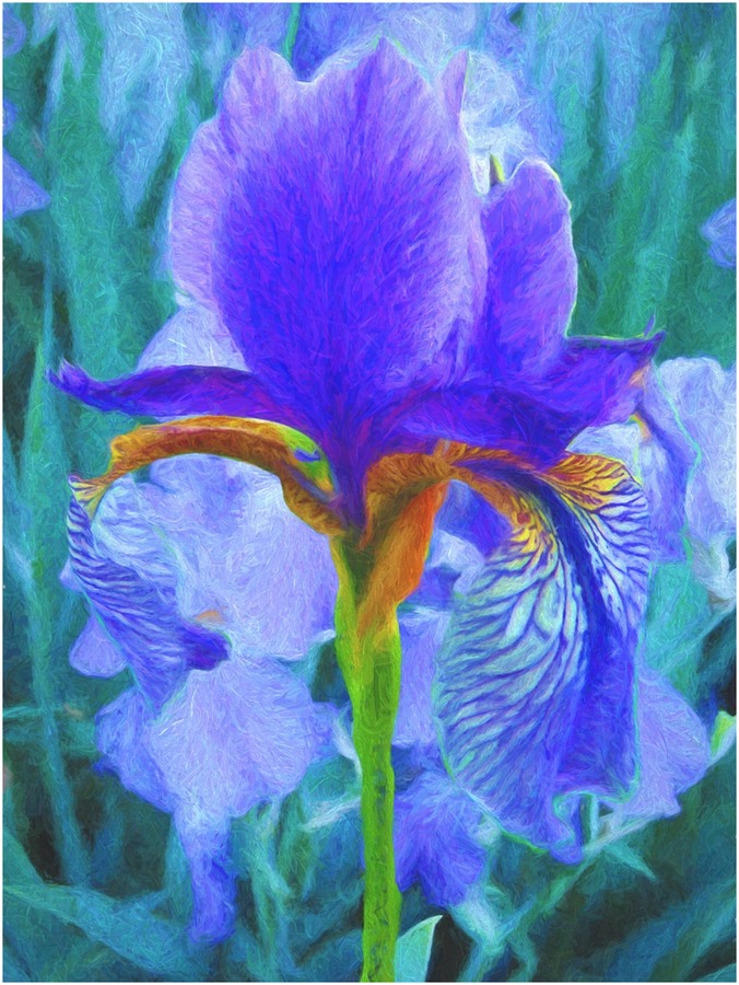 The Iris