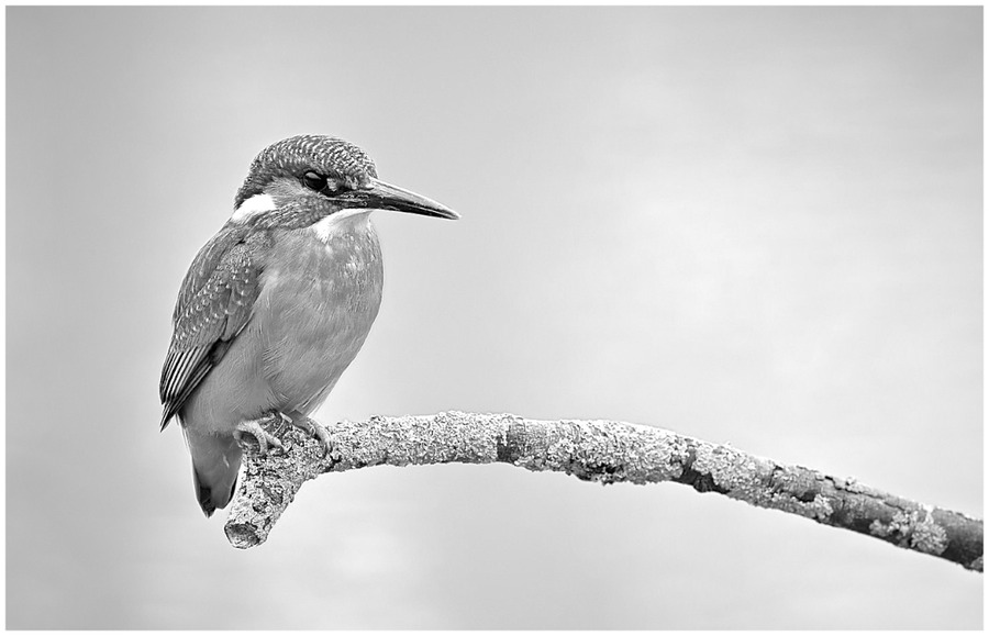 The Kingfisher