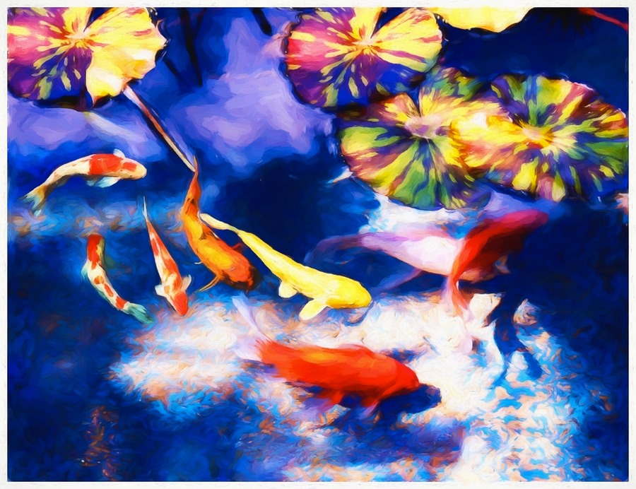 The Koi