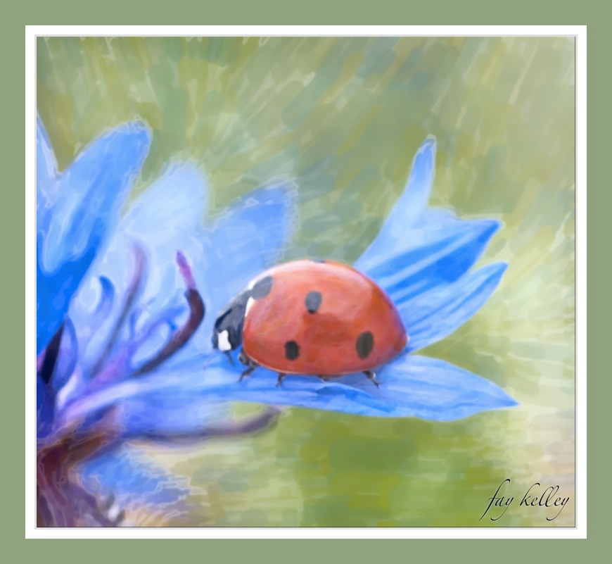 The Lady Bug