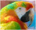 The Macaw