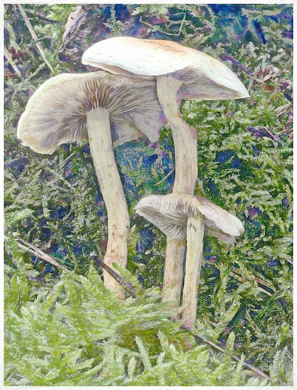 The Mushrooms 2