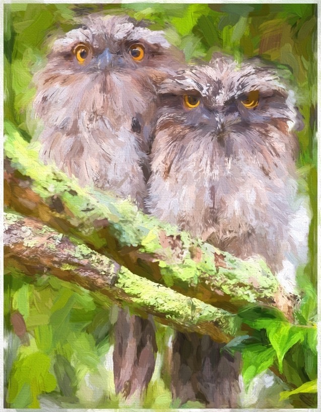 The Owls