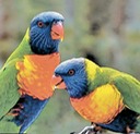 The Parrots