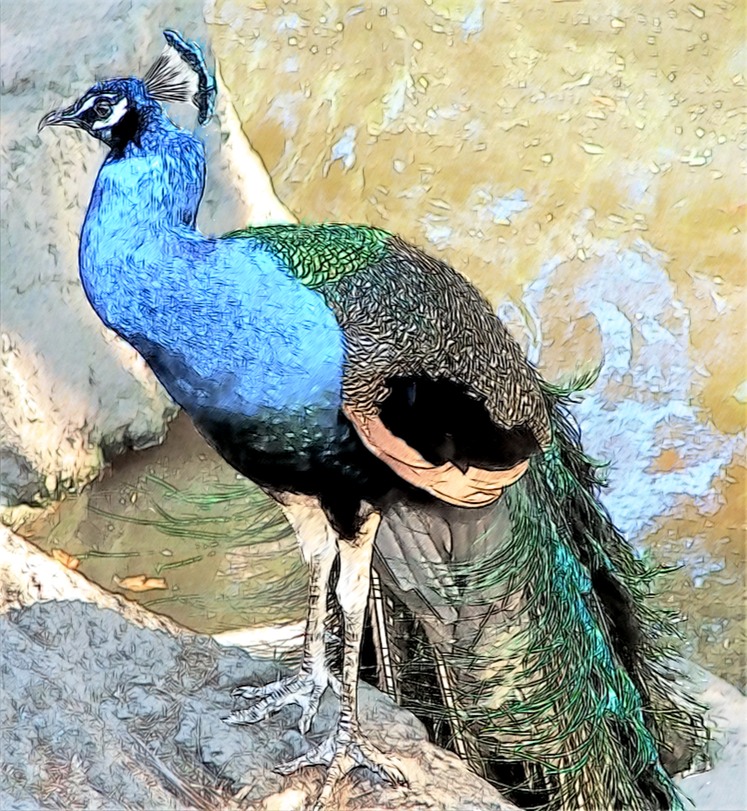 The Peacock