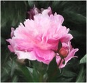 The Peony