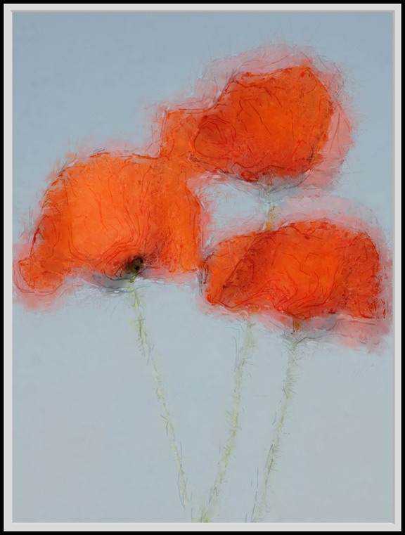 The Poppies