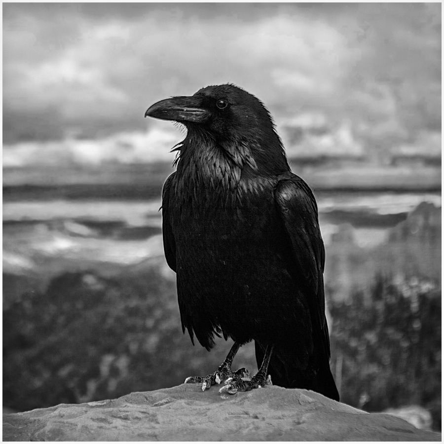 The Raven