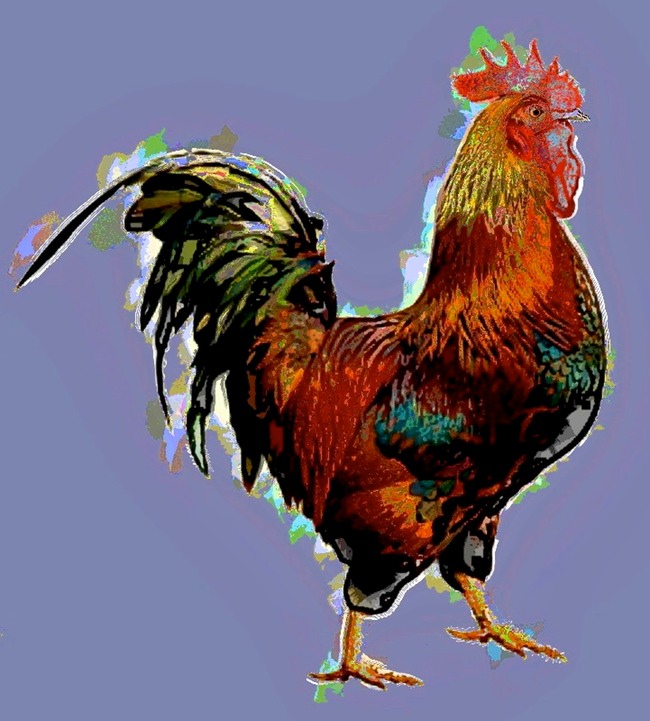 The Rooster