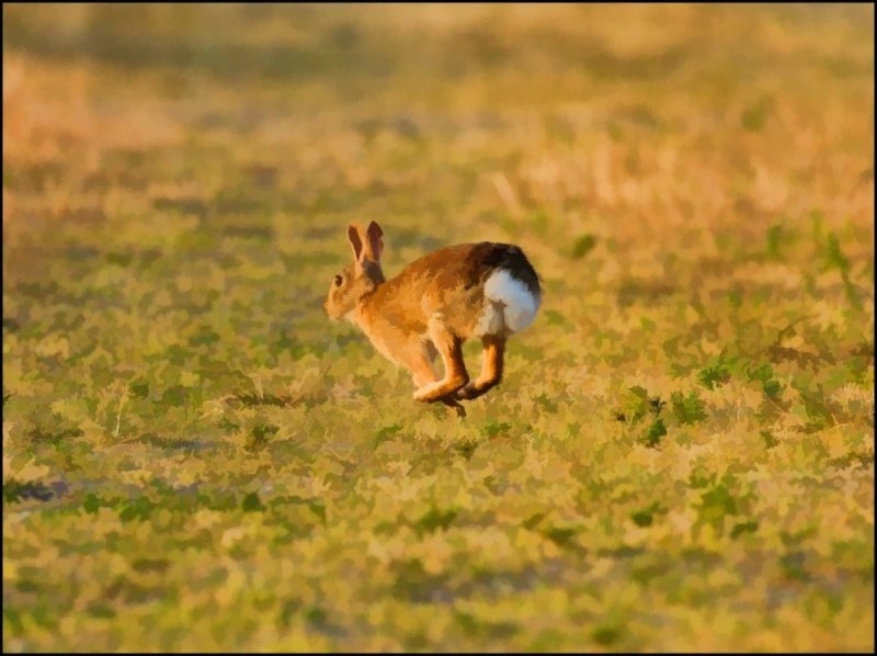 The Runner