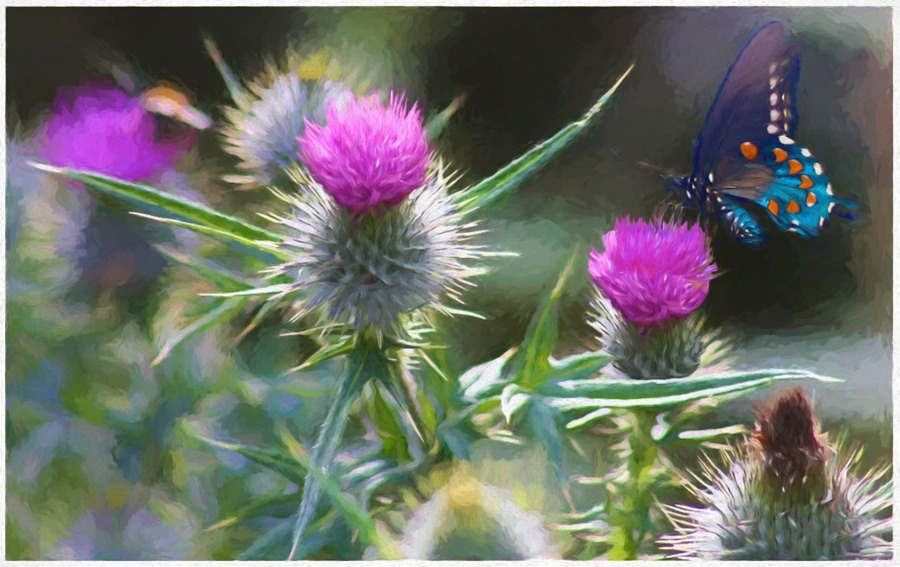 Thistles and Butterfly