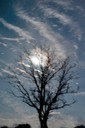 Tree In Moonlight