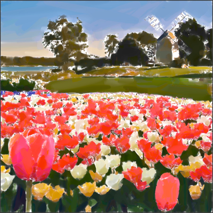 Windmill and Tulips F