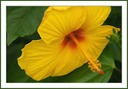 Yellow Hibiscus